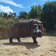 hippo.jpg