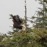 Eagle take off