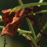 Dead leaf - Result of a too dry and too hot summer