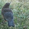 During the molt  
