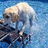 Taking a dip