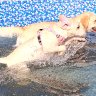 Splash!