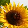 Face to the sun