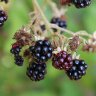 Rasberries in our yard 