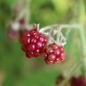 Rasberries in our yard 
