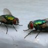 Two fly