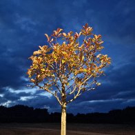 Bright Tree.jpg