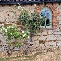 Flowery Window.jpg