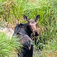 Moose snacking.jpg