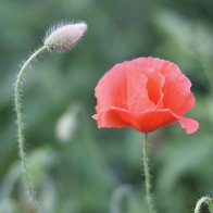 DSC_0098.jpeg