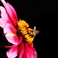 bee on Dahlia bloom.jpg