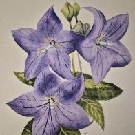 bell flowers.jpeg.jpg