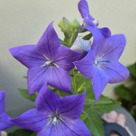 canterbury bells.jpg