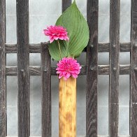IMG_4755.jpeg