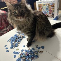 Puzzle cat.jpg