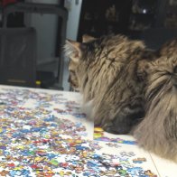 Puzzle Cat 3.jpg