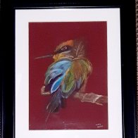 Rainbow Bee Eater.jpg