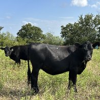 cows.JPG