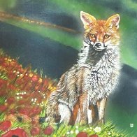 fox in poppies.jpg