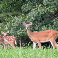 Deer.jpeg