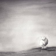 mouton seul copie.jpg