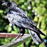 Crow taking a sun bath