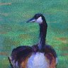 Relaxing goose