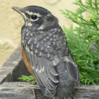 Robin Juvenile.JPG