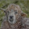 Loose sheep painting.