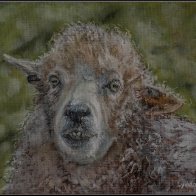 Loose sheep painting 2 halved..jpg