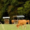Cows being cows, I love them