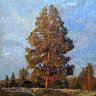 tree in evening light