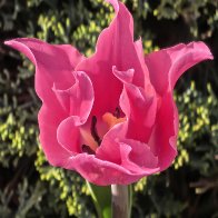 Fringed Pink Tulip.jpg