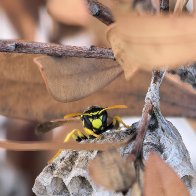 Guarding The Nest.jpg