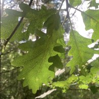 IMG_0826.jpeg