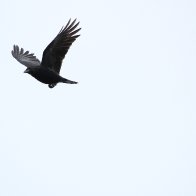 IMG_9721.JPG
