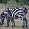 zebra optical illusion
