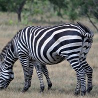 zebra optical illusion.jpg