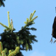 IMG_9925(1).JPG