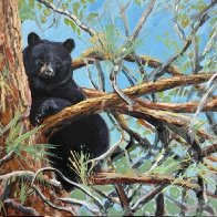 Bblack bear tree.jpg