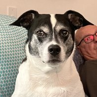 Iggy photo.jpeg
