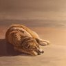 Sleeping dog