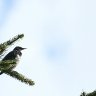 Starling
