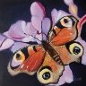 Peacock Butterfly 