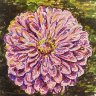 Dahlia