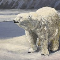 RobertPointer_PolarBear2026.jpg