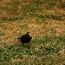 Old black bird 
