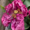 Parrot Tulip 2
