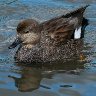 A beautiful drake gadwall duck.