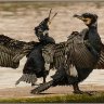 A pair of cormorants.